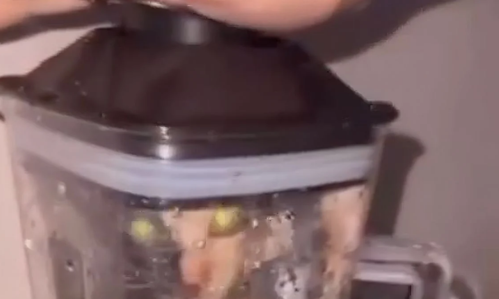 Video op social video gaat rond van iemand die een kat in blender doet